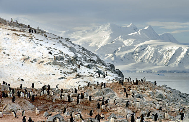 Gentoo Penguins and Arctowski Peninsula