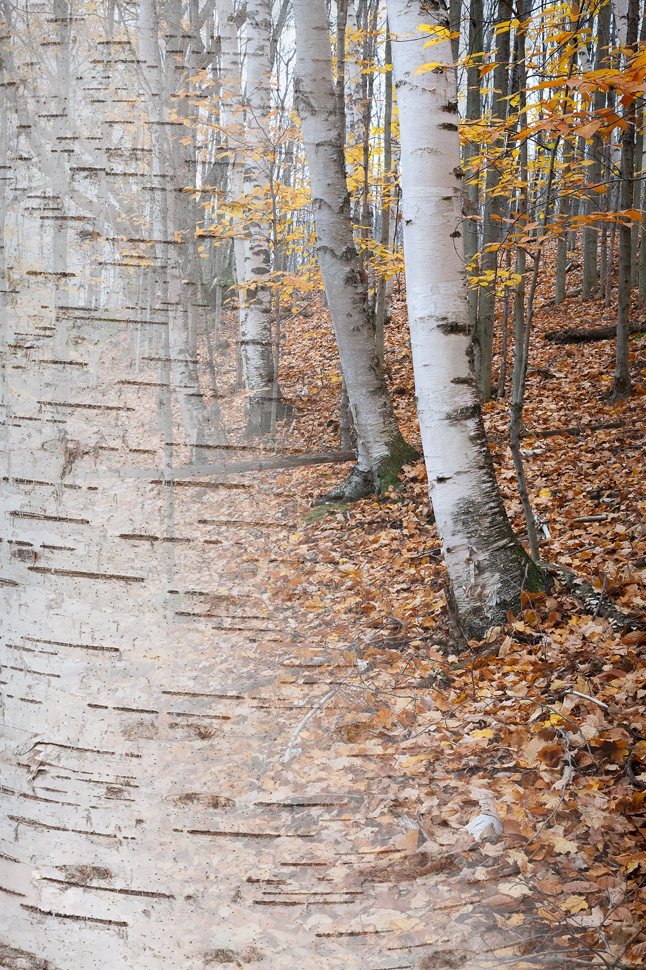 Arboreal Observation #34 Birch