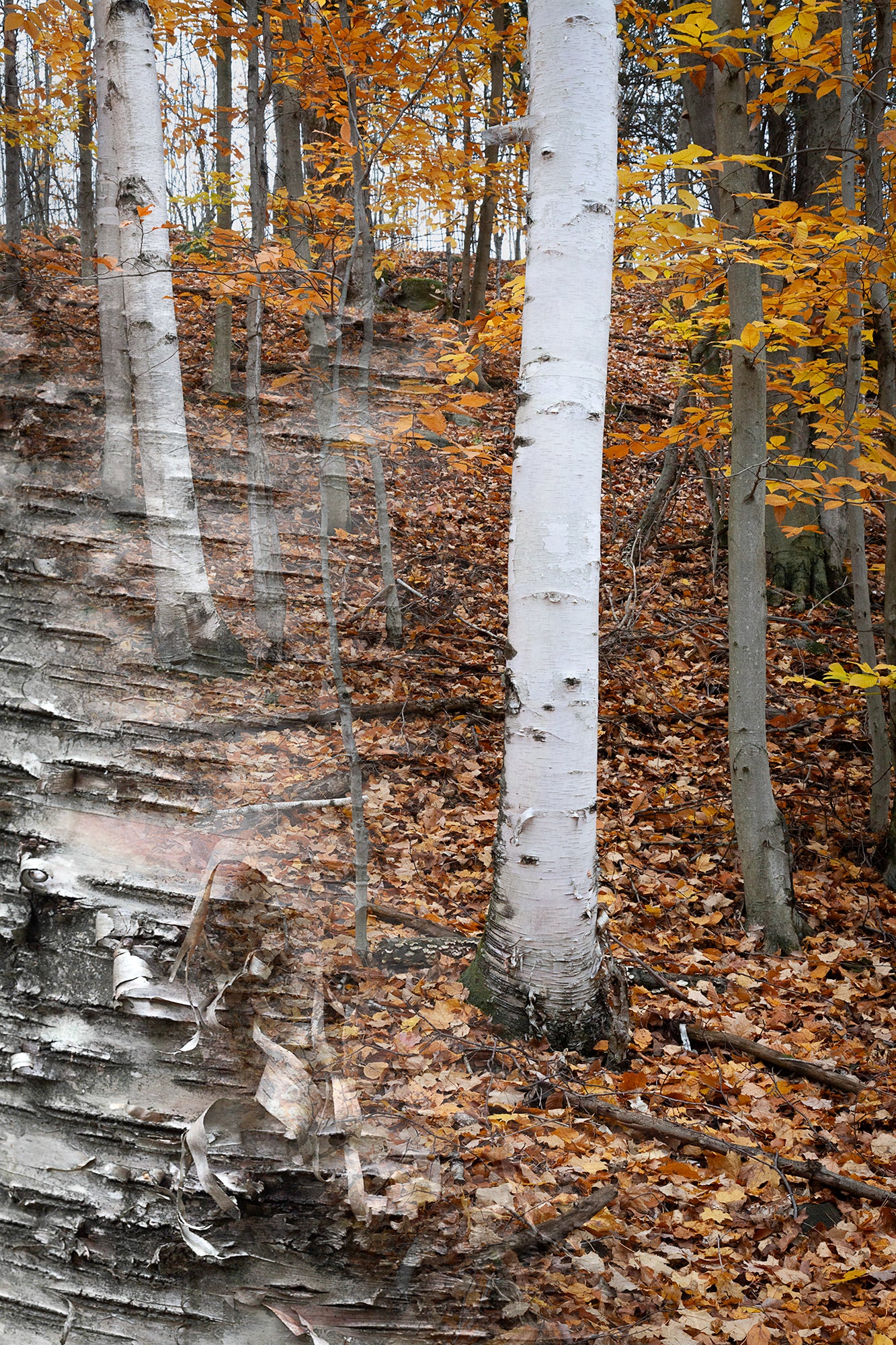 Arboreal Observation #35 Birch