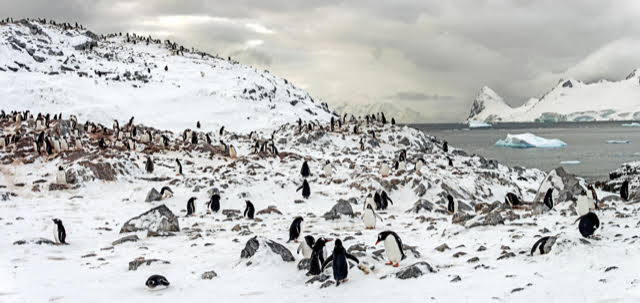 Penguin Rookery Couverville Island