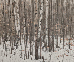Peter Rotter