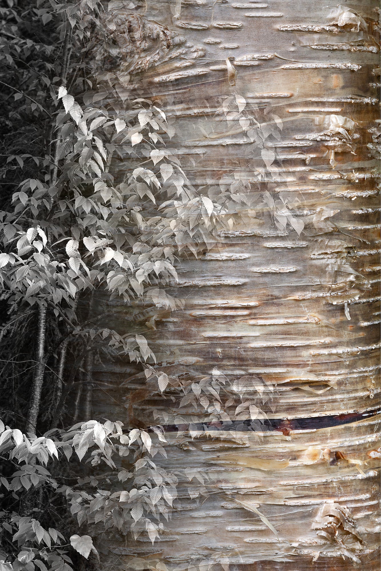 Arboreal Observation #18 Birch