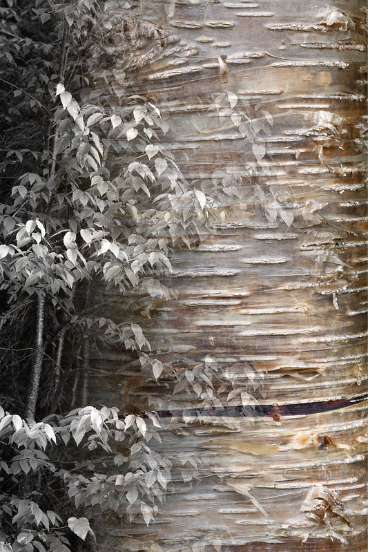Arboreal Observation #18 Birch