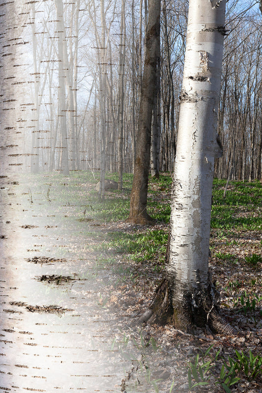 Arboreal Observation #20 Birch