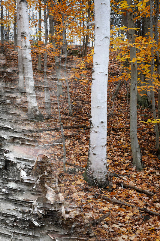 Arboreal Observation #35 Birch