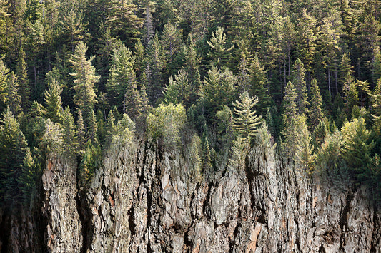 Arboreal Observation #5 Pine