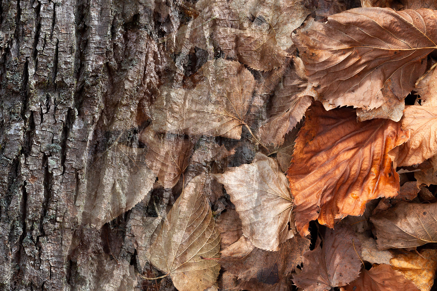 Arboreal Observation #6 Basswood