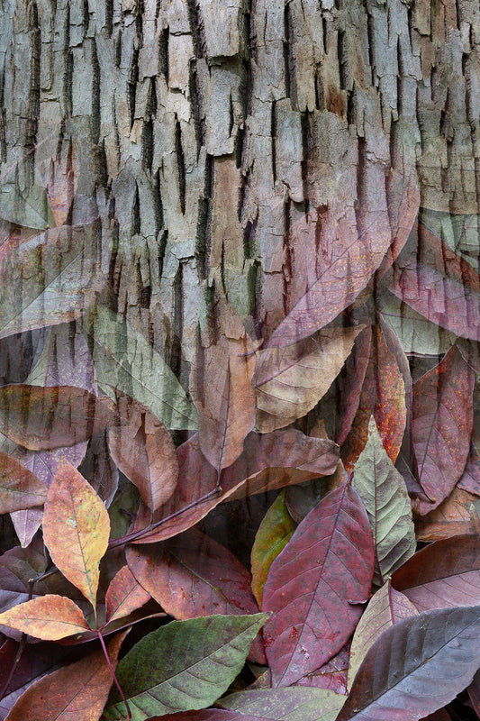 Arboreal Observation #8 Ash