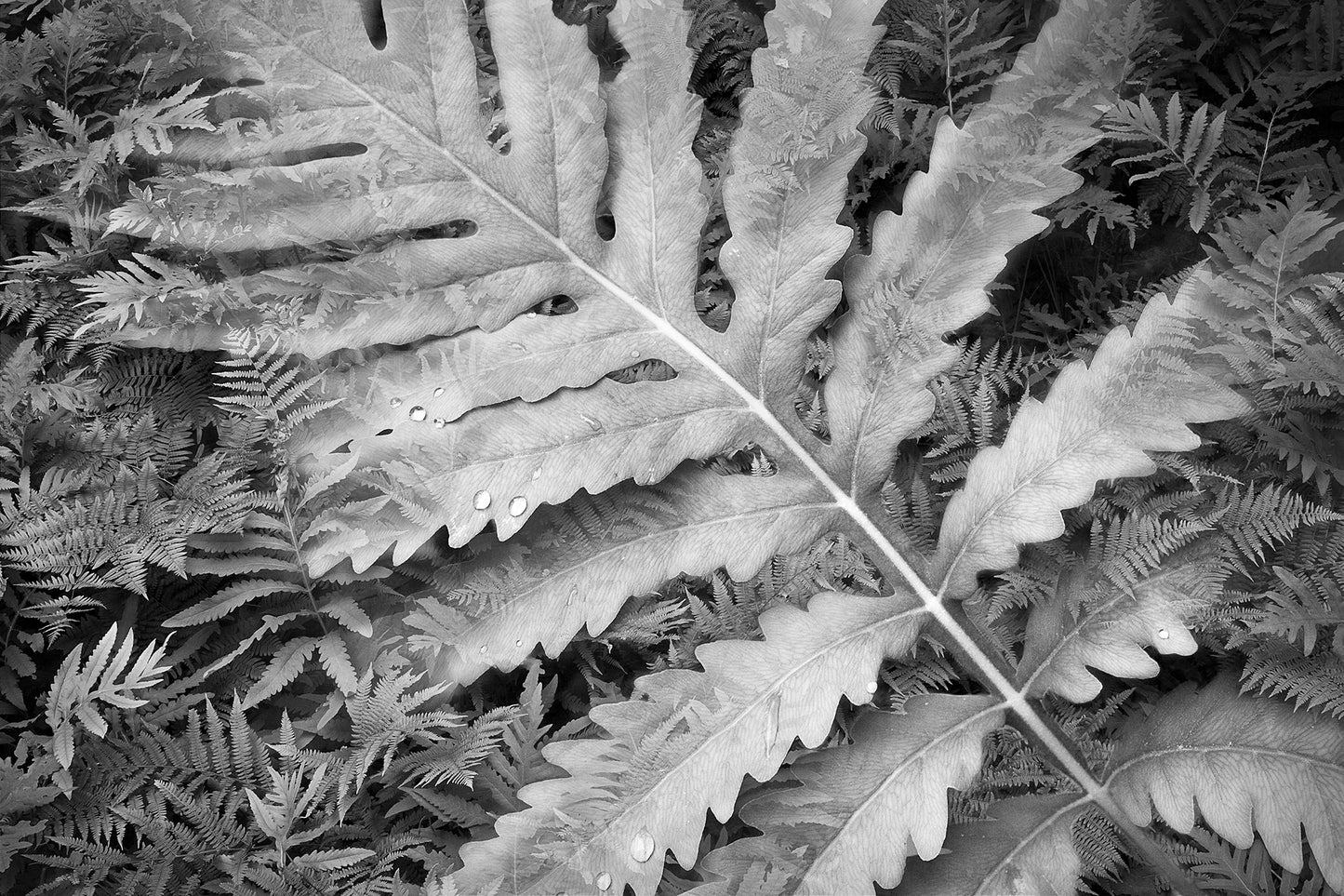Botanical Observation #12 Ferns