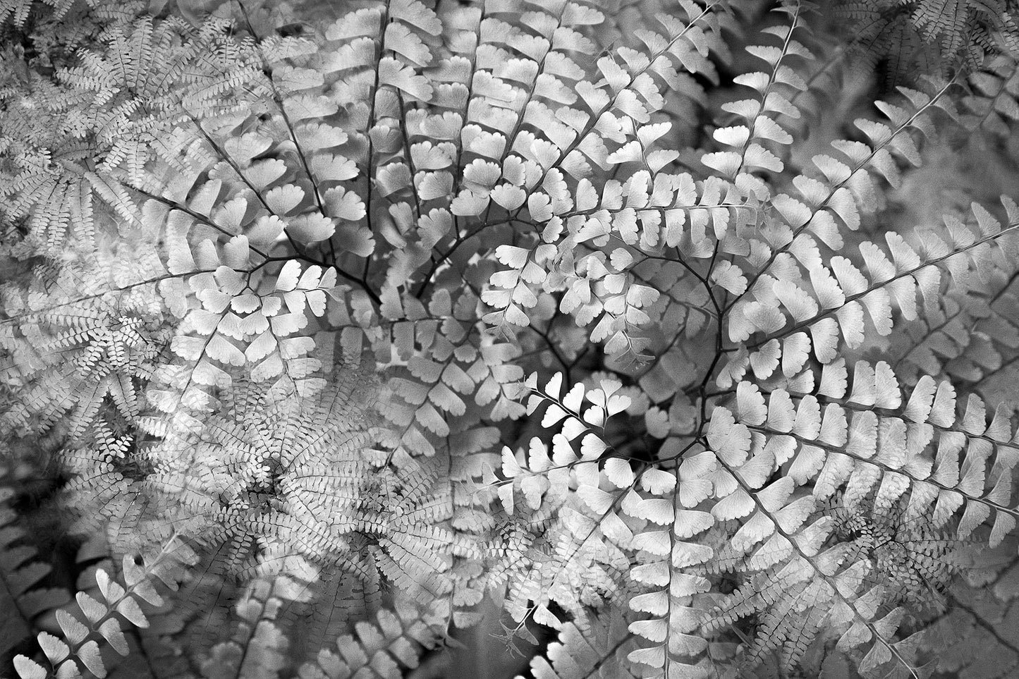 Botanical Observation #2 Maidenhair Fern