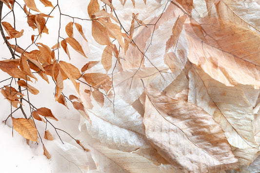 Botanical Observation #8 Winter Beech