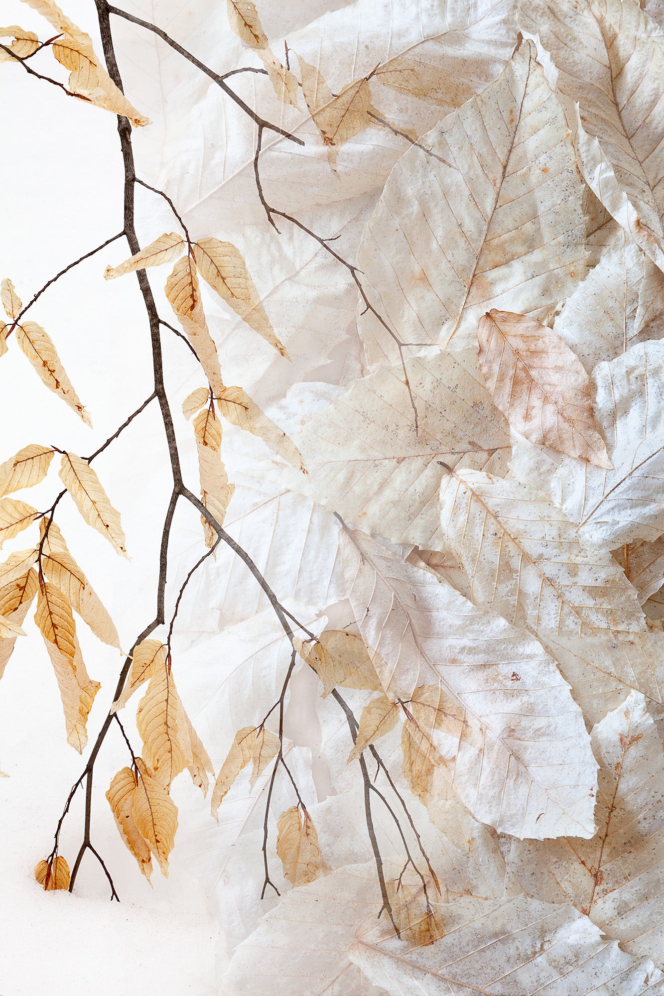 Botanical Observation #9 Winter Beech
