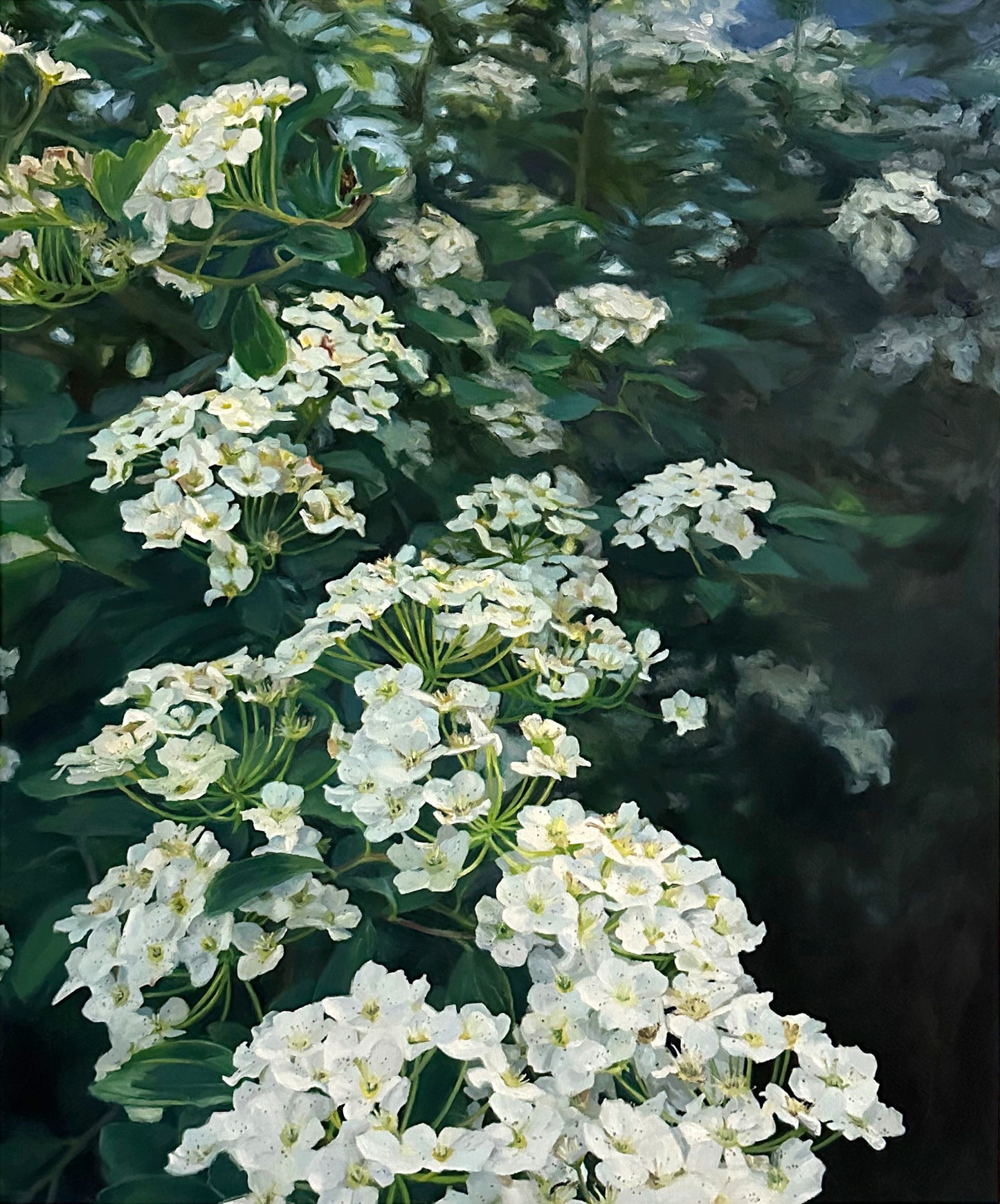 Bridal Wreath