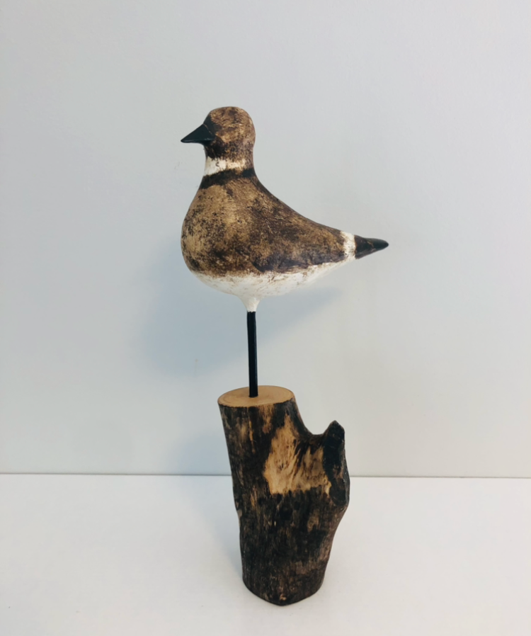 Brown and White Shore Bird