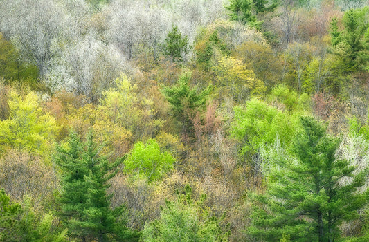 Emerging Forest