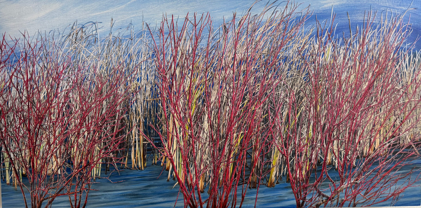 Wonderous Red Willow