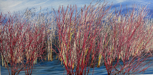Wonderous Red Willow