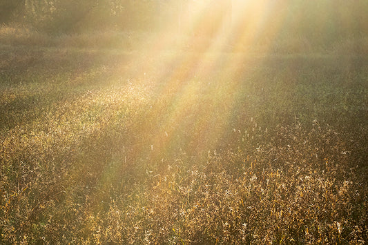 Meadow Light