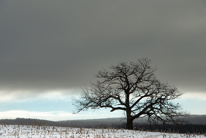 Oak Sky and Earth