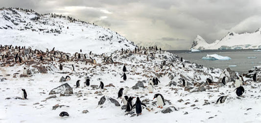 Penguin rookery Couverville Island