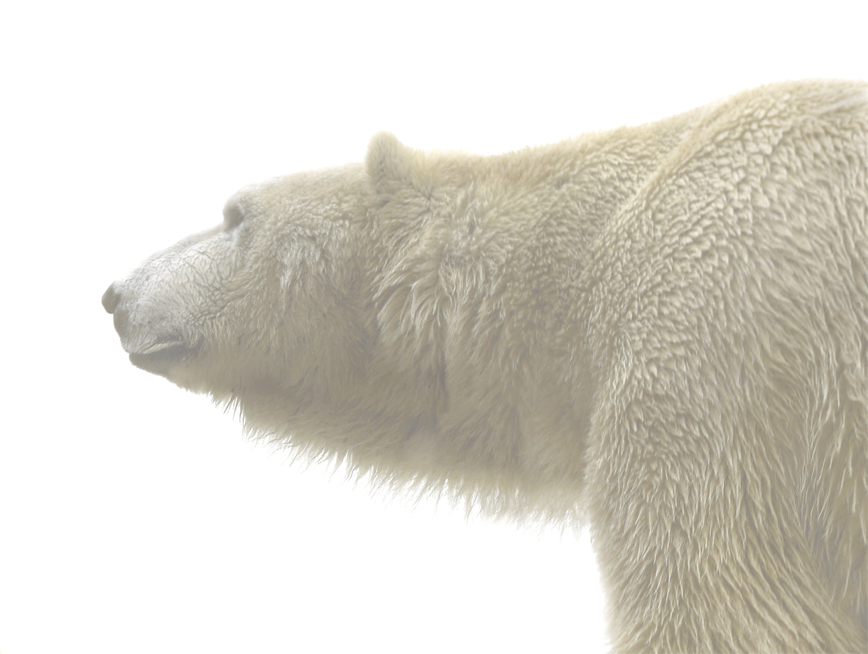 Polar Bear in Fog