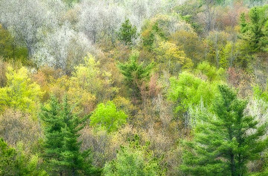Emerging Forest