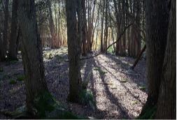 Spirit of Old Growth