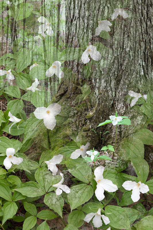 Spring Ascending #2