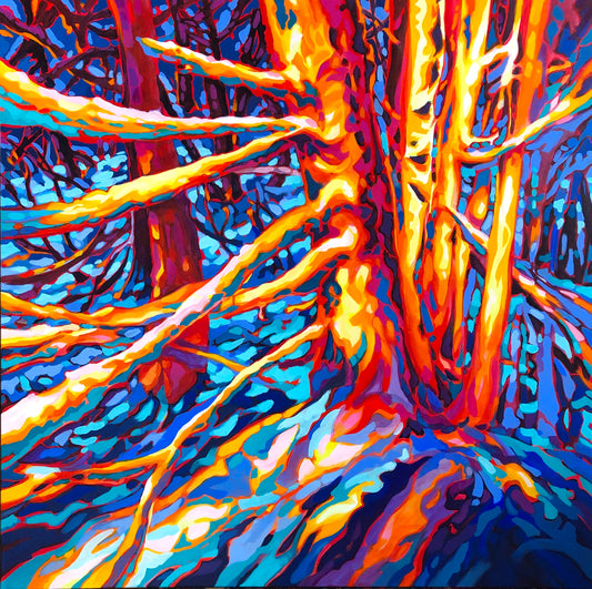Winter Light on Cedars